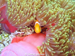 Tomato Clown in host anemone in the South Ari Atol of the... by Simon Barnes 
